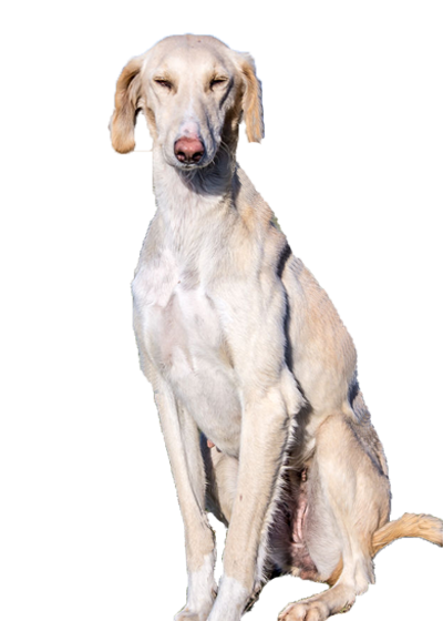 Saluki