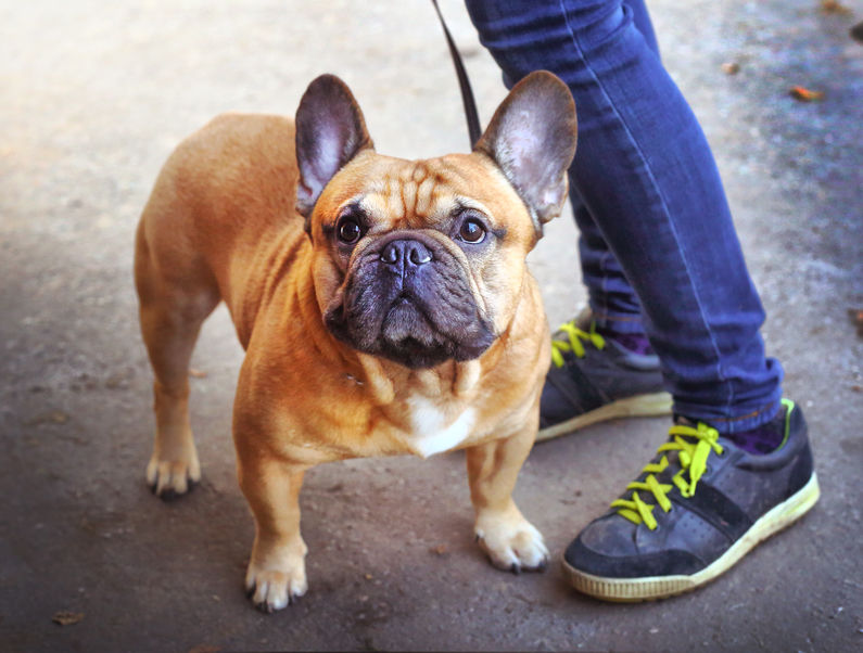 bouledogue français en ville