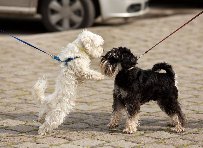 rencontre entre deux chiens 