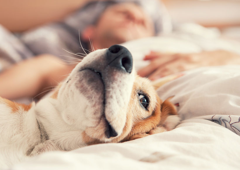 Chien Beagle sur le lit