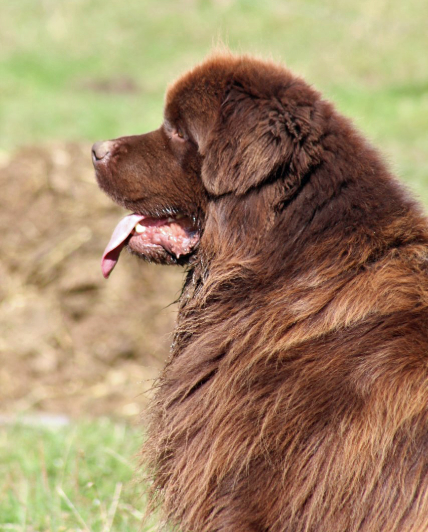 Saint-Bernard des mers