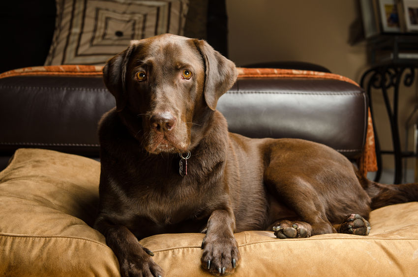Labrador sur un canapé