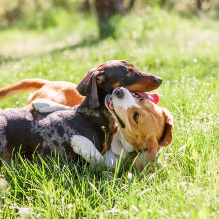 deux chiens qui s'amusent