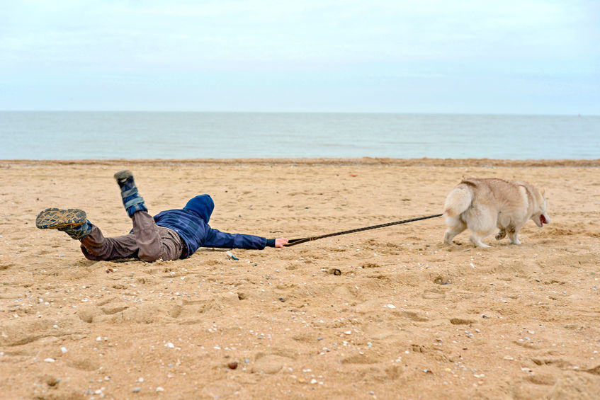 chien qui n'écoute pas