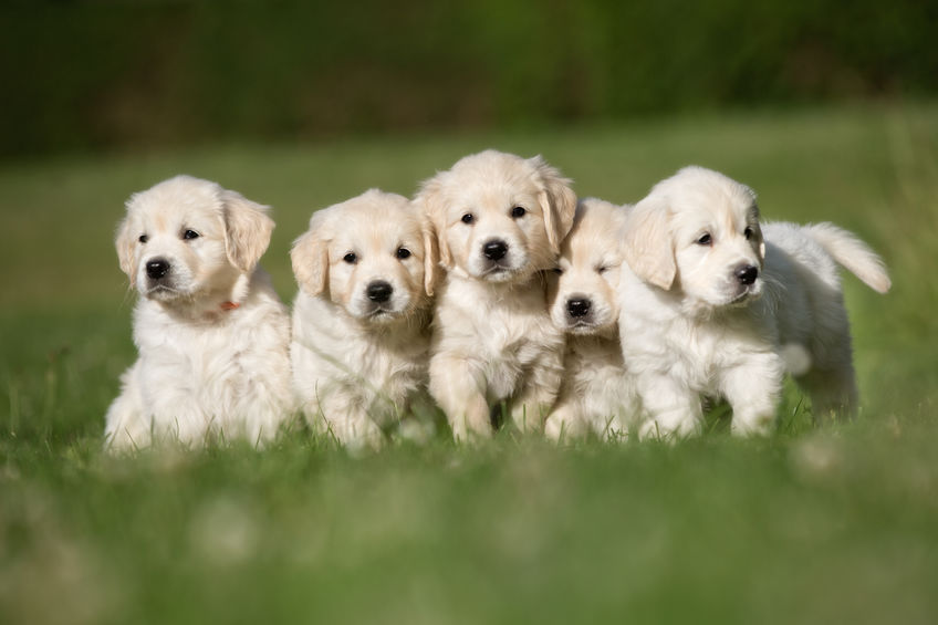 socialisation des chiots