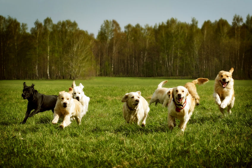 chien en meute