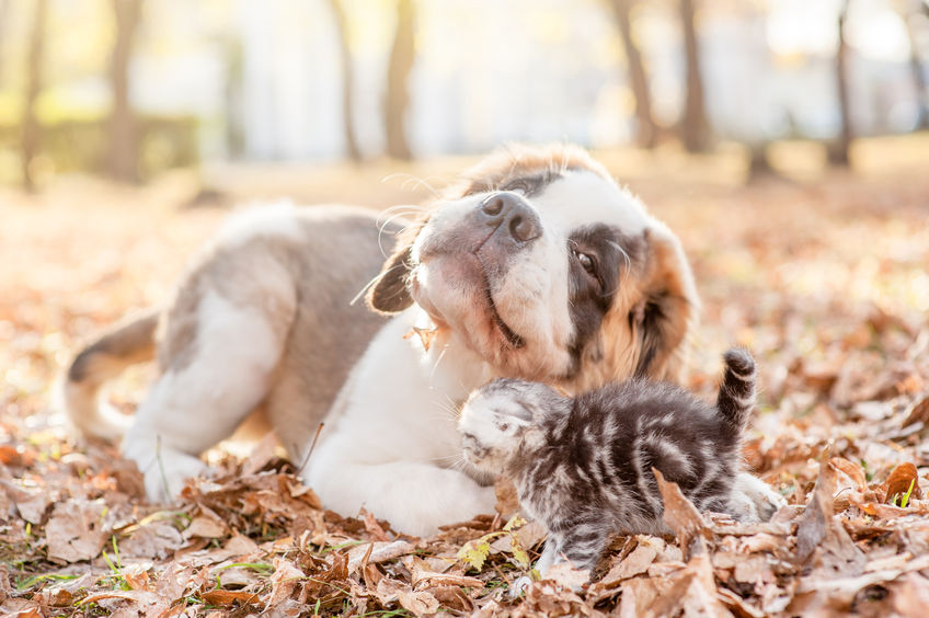 Saint Bernard avec chaton