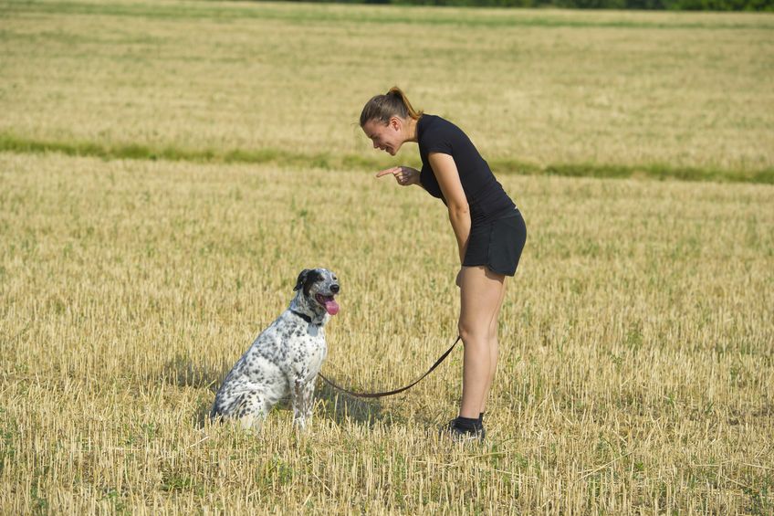 chien qui n'écoute pas