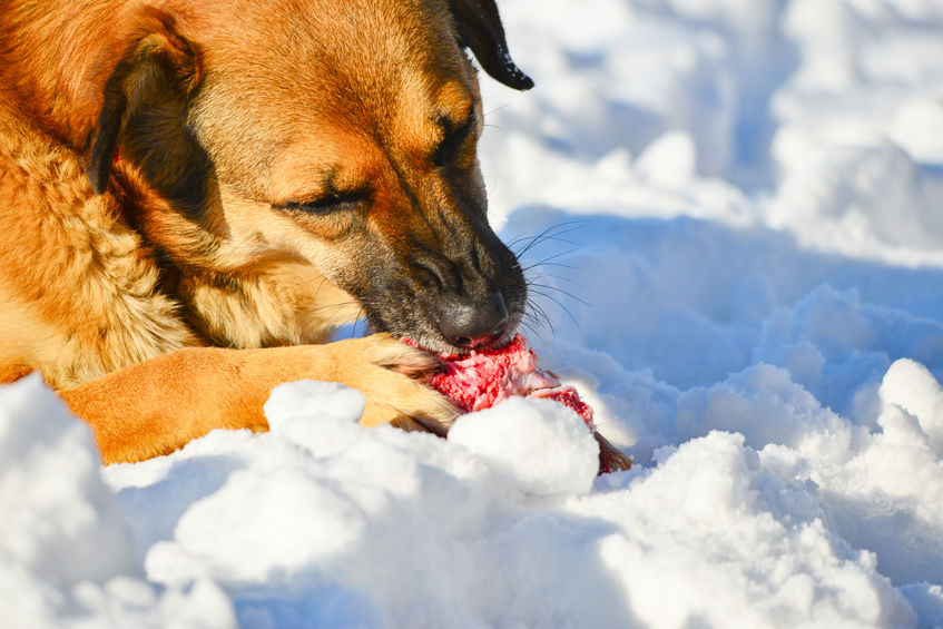 idées reçues sur les chiens : La viande crue