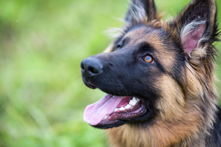 chien qui écoute 