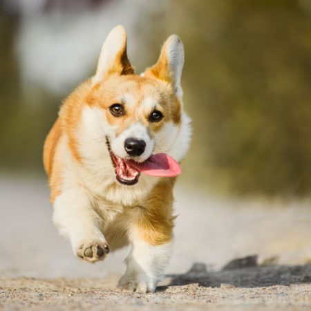 chien en pleine forme