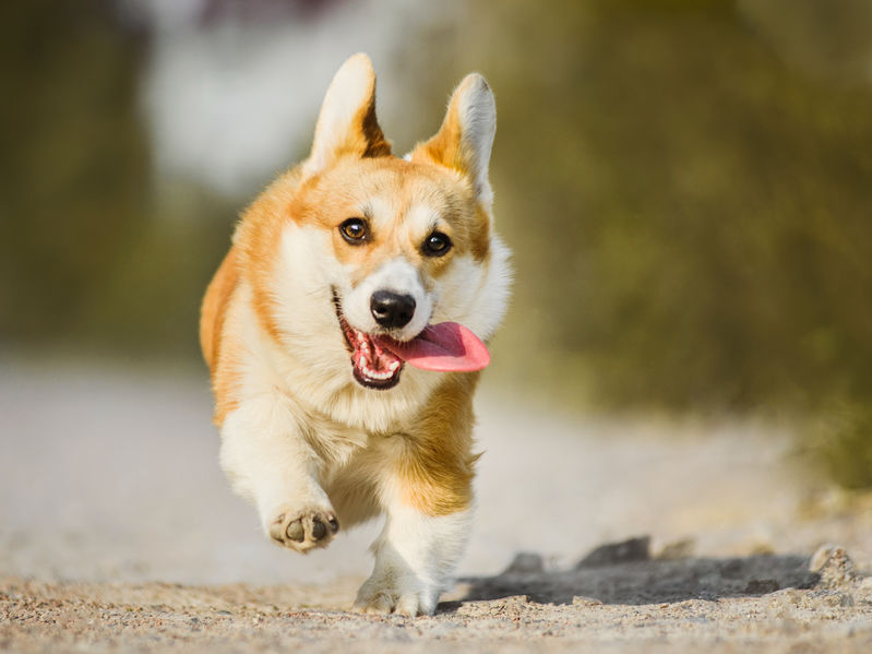 chien en pleine forme