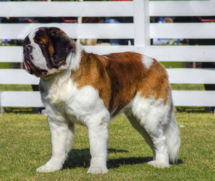 Saint Bernard sur l'herbe