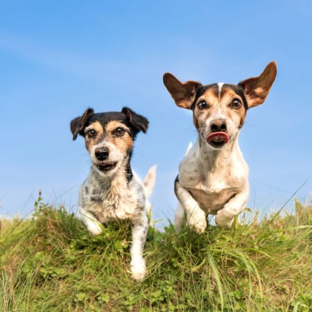 chiens dans le jardin wouf wouf