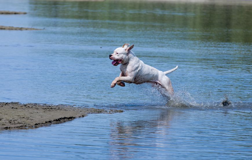 Dogue Argentin dans l'eau