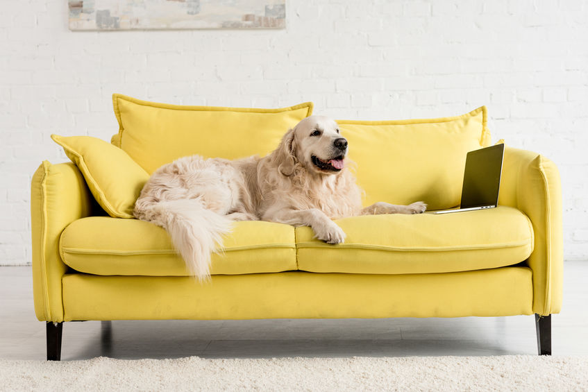 Mon Chien Monte Sur Le Canapé La Nuit Autoriser le chien sur le canapé ou sur le lit ? | Blog Wouf Wouf