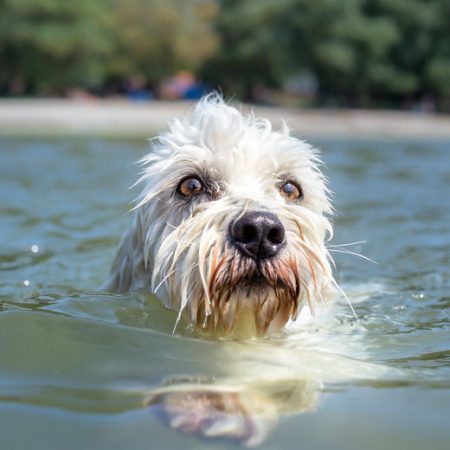 Vacances avec son chien