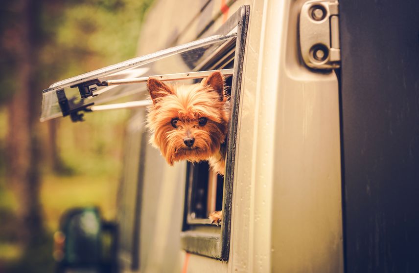 Chien au camping car 