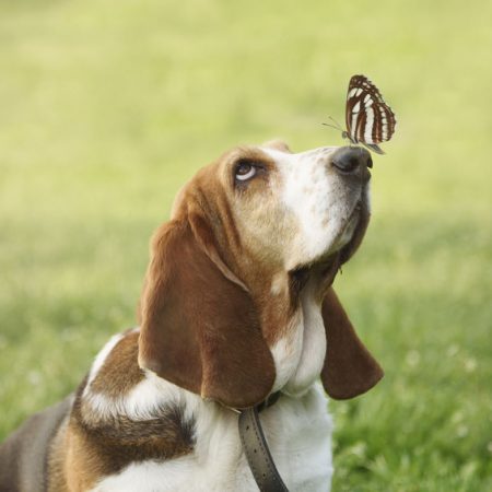 activités du chien en extérieur