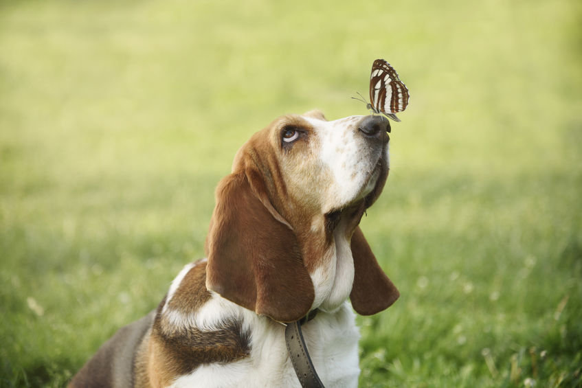 activités du chien en extérieur