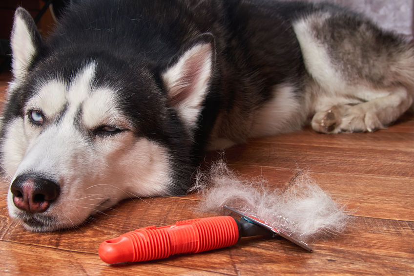 Husky en brossage