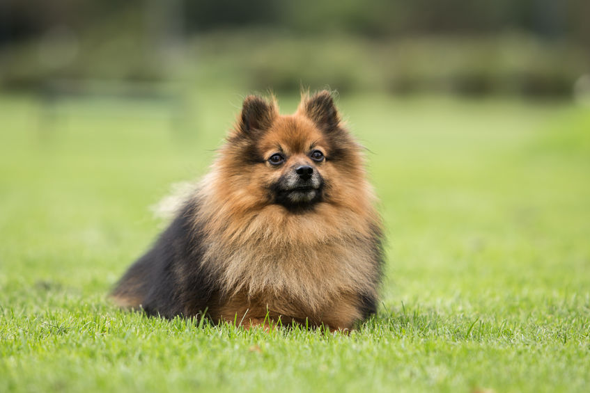 Spitz nain dans l'herbe