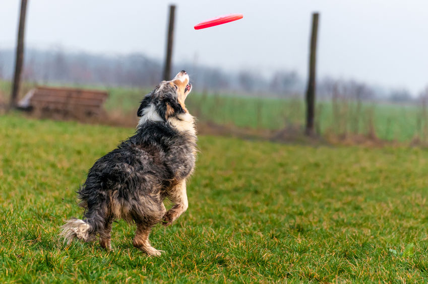 chien wouf wouf avec fresbee