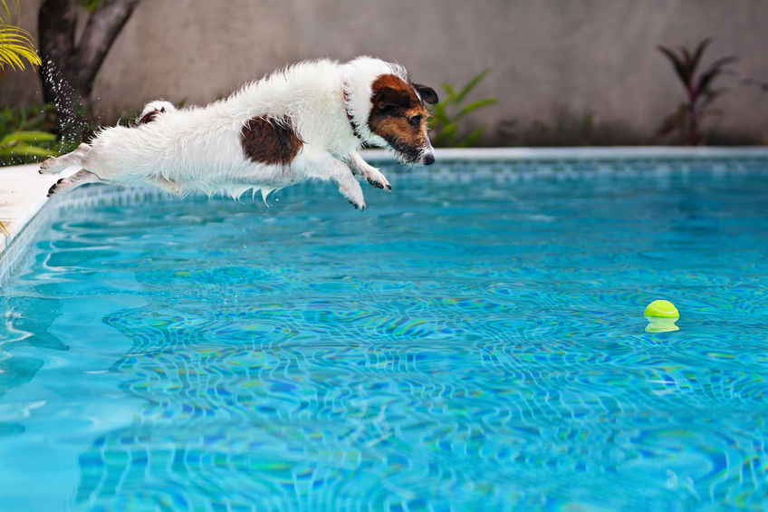 Jack Russell dans la piscine