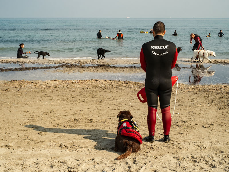 activités du chien en extérieur