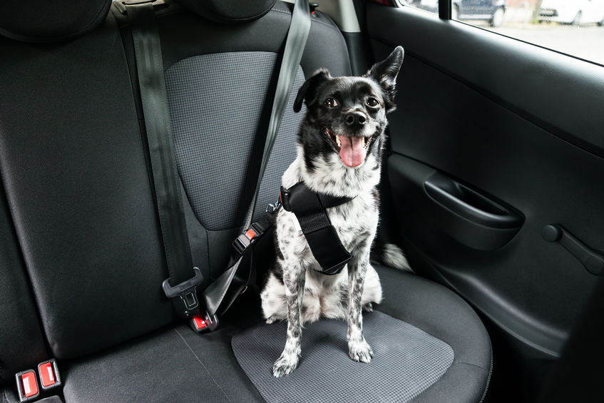Transport du chien en voiture