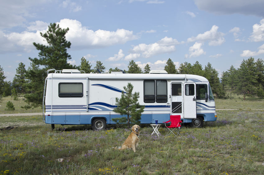 chien devant un camping car 