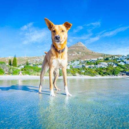 chien durant l'été