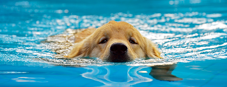 Avantages de l'eau pour les chiens 