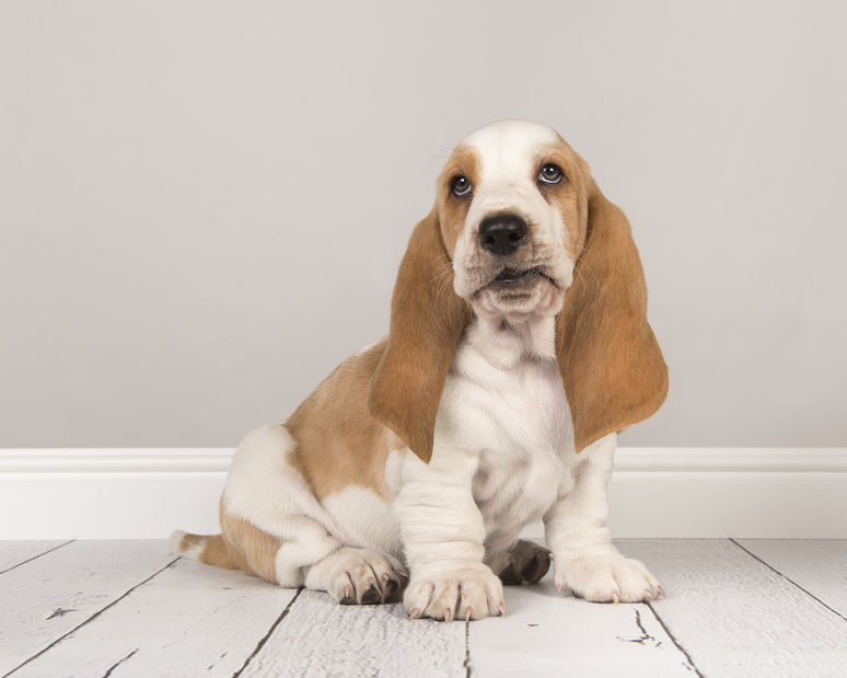 Chiot Basset 