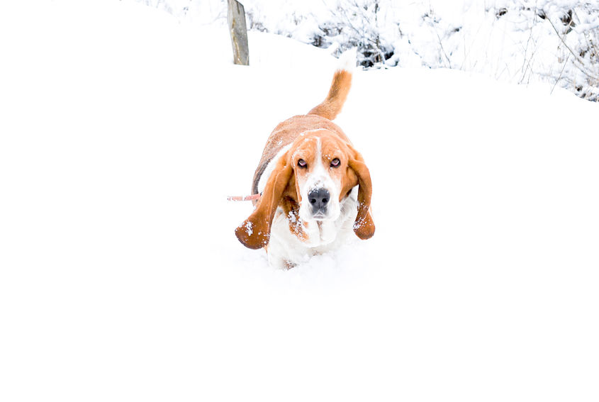 Basset Hound dans la neige