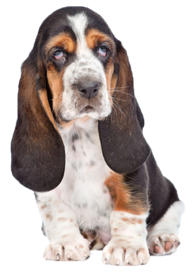 Basset Hound