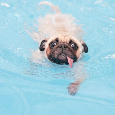 Chien Wouf Wouf a la piscine