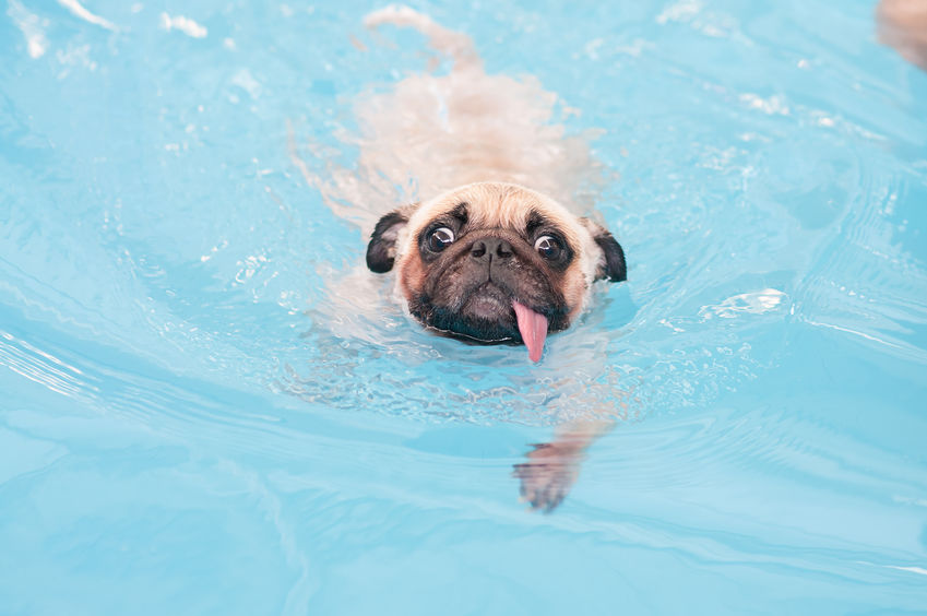 Chien Wouf Wouf a la piscine