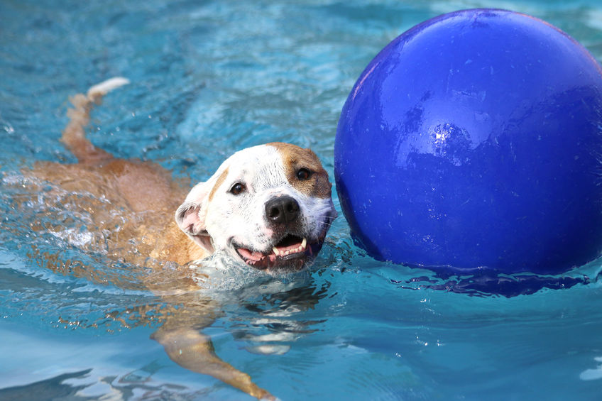 chien dans l'eau