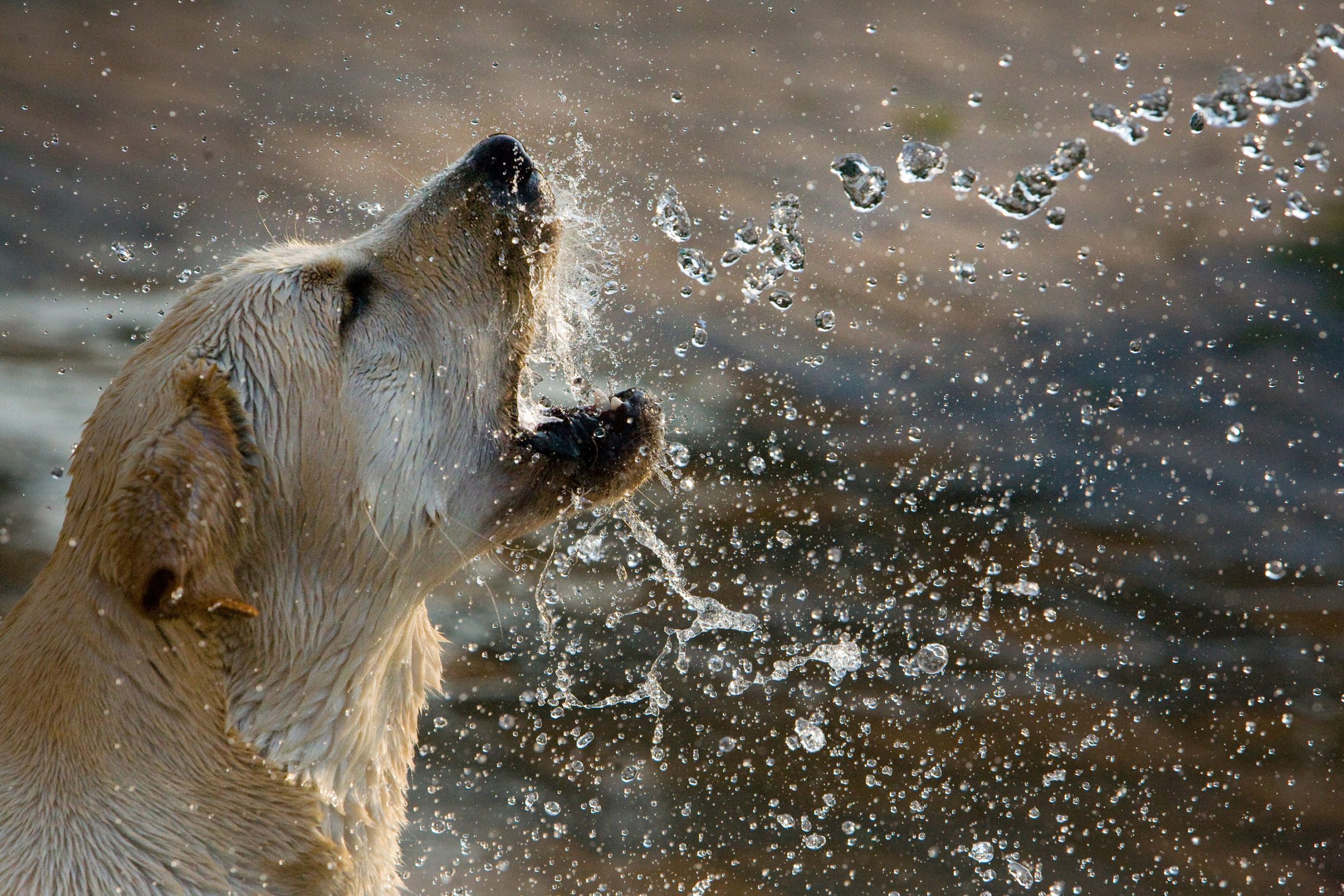 dangers de l’eau pour les chiens
