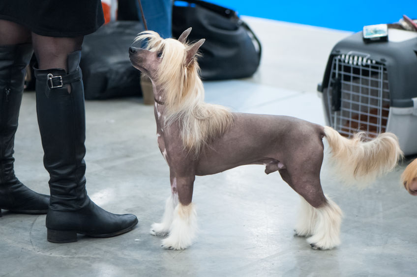 Chien nu Chinois à crête