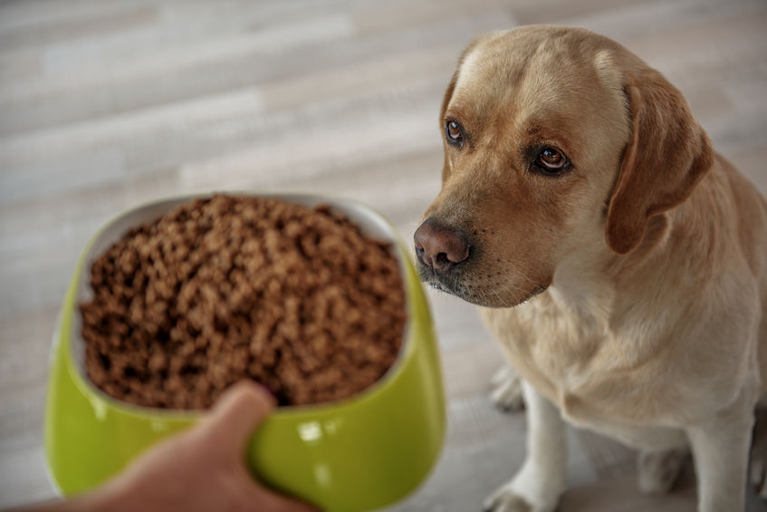 Apprendre le « pas bouger » à son chien Blog Wouf Wouf
