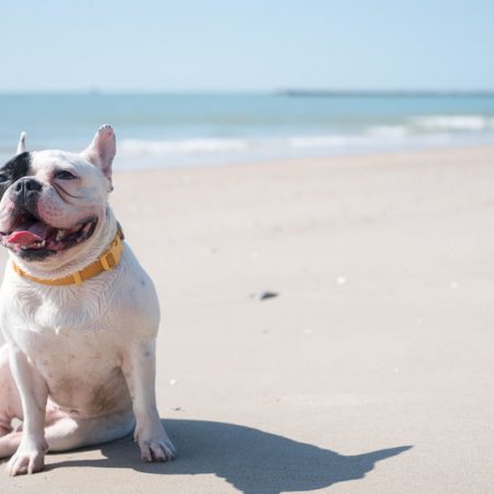 Chien à la plage