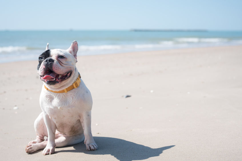 Chien à la plage