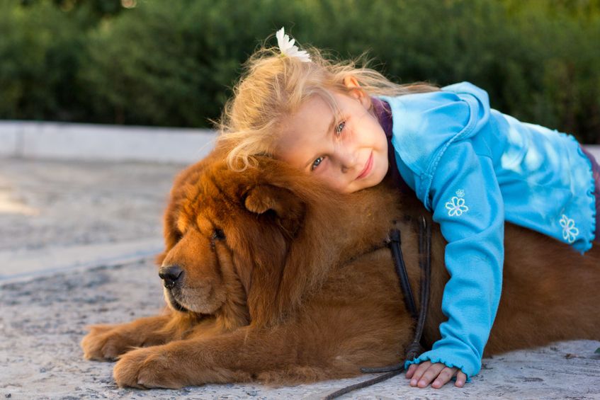 Chow-Chow avec enfant