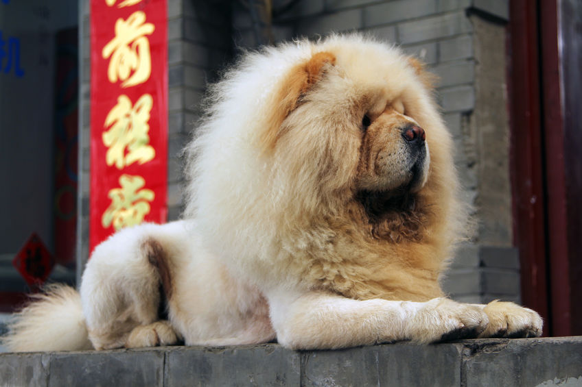 chien lion