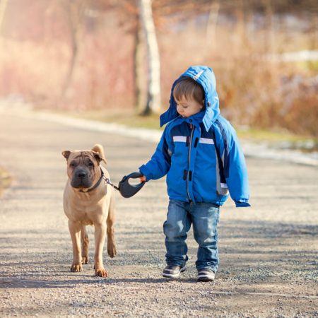 Ballade de chiens