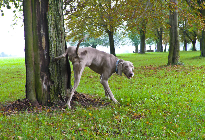 Idées reçues chez le chien : Le marquage urinaire