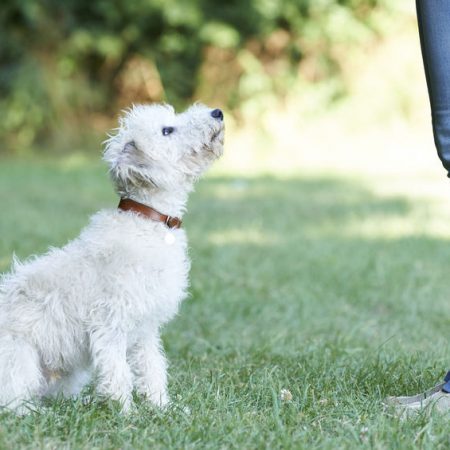 entrainement de chien