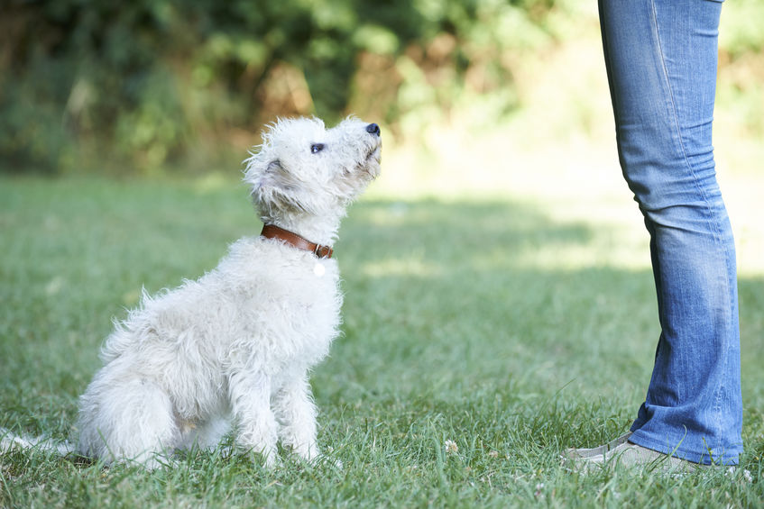 entrainement de chien